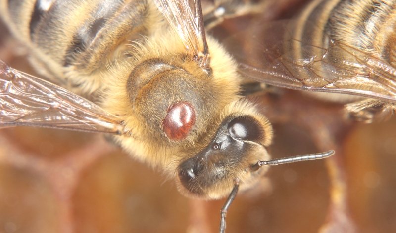 Varroamilbe (Varroa destructor) vor dem Absprung Varroamilbe (<i>Varroa destructor</i>) vor dem Absprung